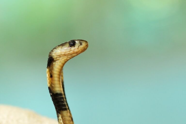 python web development pdf download