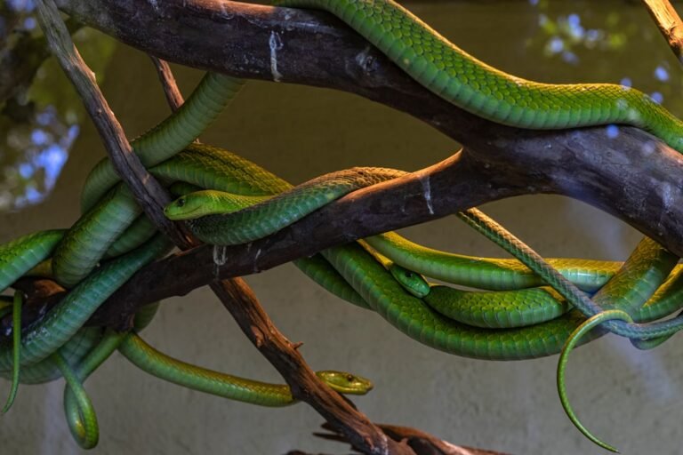 web development tools for python