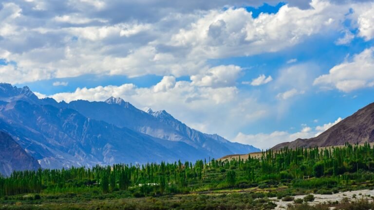 what is the scope of seo in pakistan
